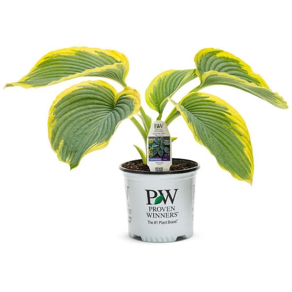 1 Gal. Shadowland Giant Wu-La-La Hosta Live Shade Perennial Plant with Variegated Blue-Green Foliage and Green Margins