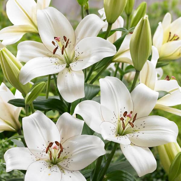 VAN ZYVERDEN White Lily Eyeliner Bulbs (7-Pack)