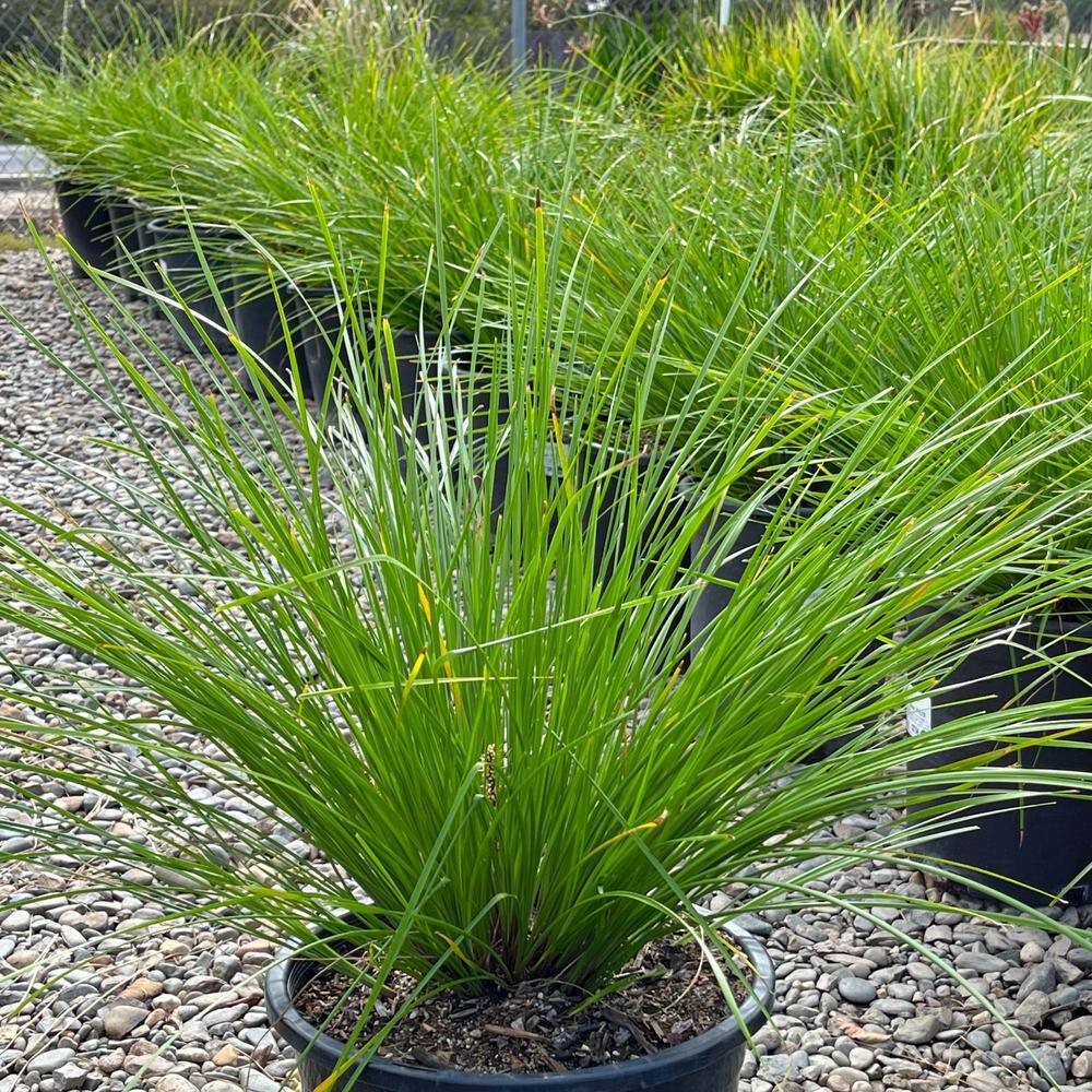 Alder & Oak #1 Container Dwarf Mat Rush Grass (4-Pack) LOBE01 - The ...