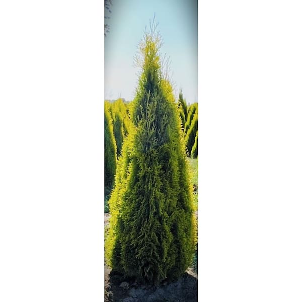 2.5 Qt. Janed Gold Arborvitae Evergreen Shrub With Bright Yellow