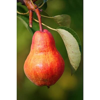 Dwarf Summercrisp Pear Tree - Cold Hardy, Juicy and Crisp Red Pears (Bare-Root, 3 ft. to 4 ft. Tall, 2-Years Old)