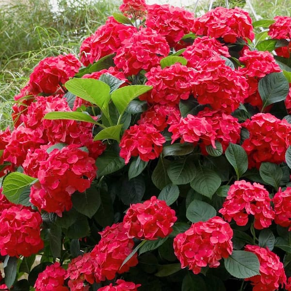 national PLANT NETWORK 4 in. Red Beauty Hydrangea Shrub with Red