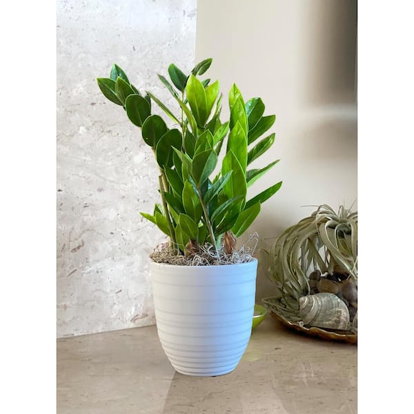 ZZ Plant - Indoor Plants - The Home Depot