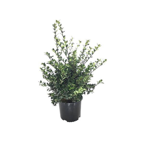 Holy (Ilex x Meserveae) Blue Princess 16037 - The Home Depot