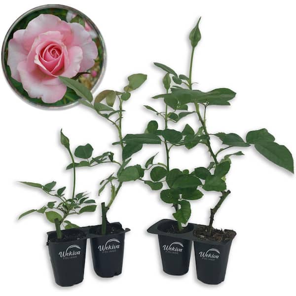 Wekiva Foliage Our Lady of Guadalupe Rose Bush-4 Live Starter Plants in 2 in. Pots-Beautifully Fragrant Heirloom Rose from Florida
