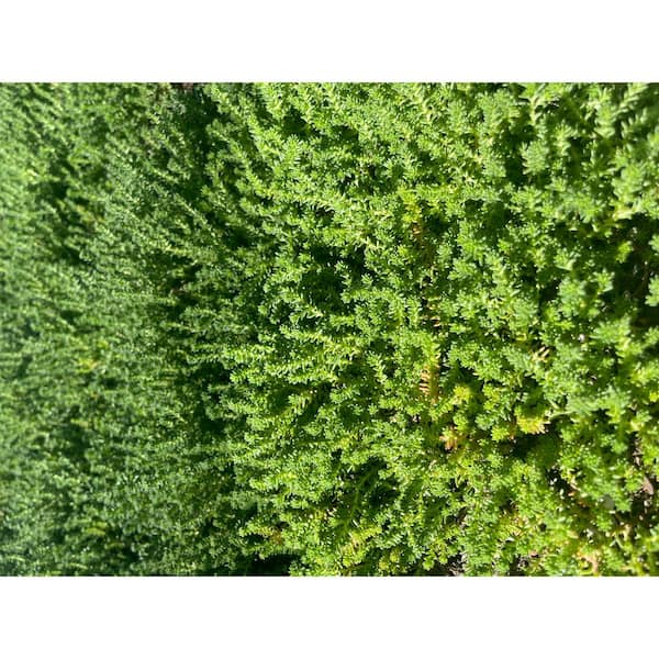Cesicia Tasteless Stonecrop Spreading Plant (3-Pack)