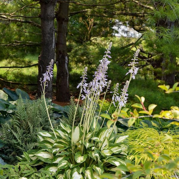 Proven Winners 0.65 Gal. Shadowland Miss America Hosta (Hosta