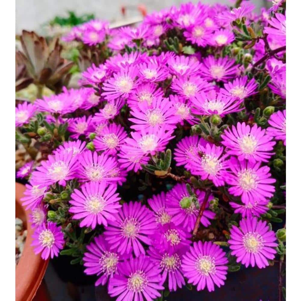 Pink Ice Plant Flower Basket (3-Pack)