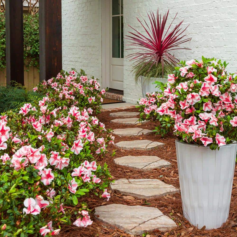 Autumn Starburst Coral Pink and White Azalea in 1 Gallon Pot