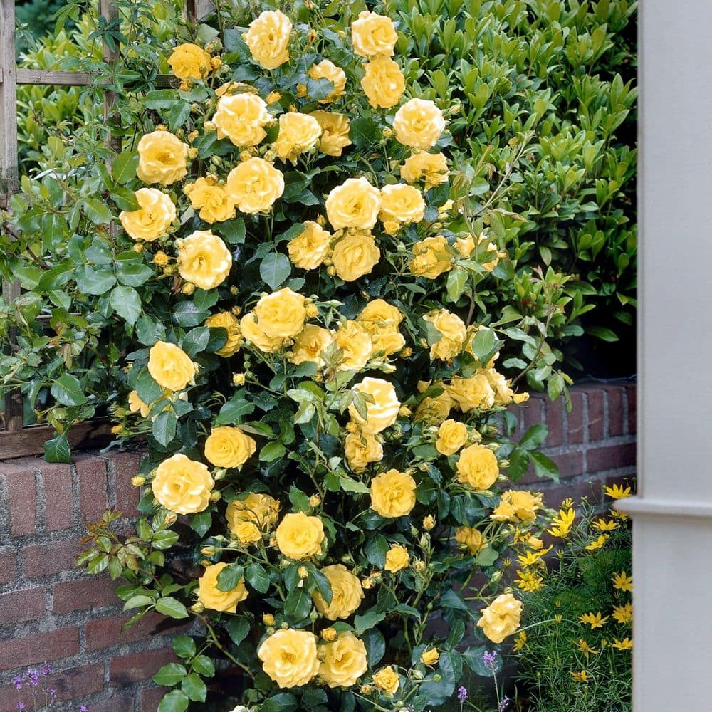 ROSEロイヤル national PLANT NETWORK Bare Root Rose Climbing Royal Gold with