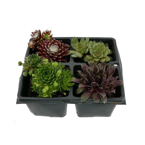 Unbranded Assorted Succulents 1.0 PT - 4-Pack