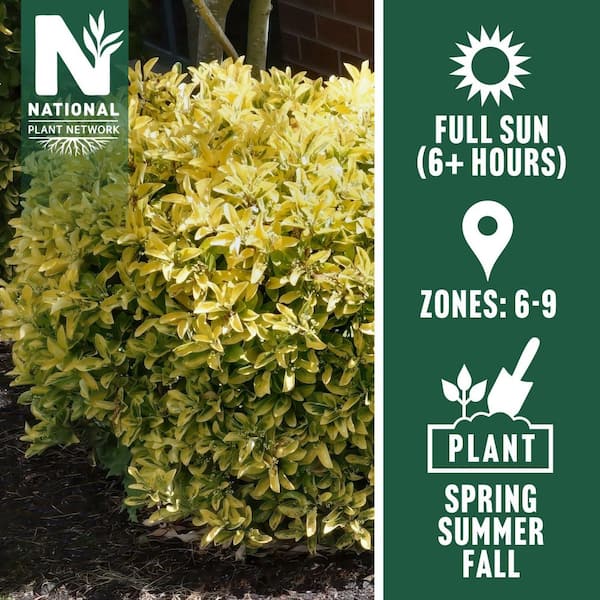 2.25 Gal. Euonymus Golden Flowering Shrub with White Blooms