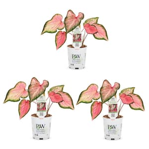 2 QT. Caladium Angel Wings Heart to Heart Blushing Bride Pink and Green Annual Plant (3-Pack)