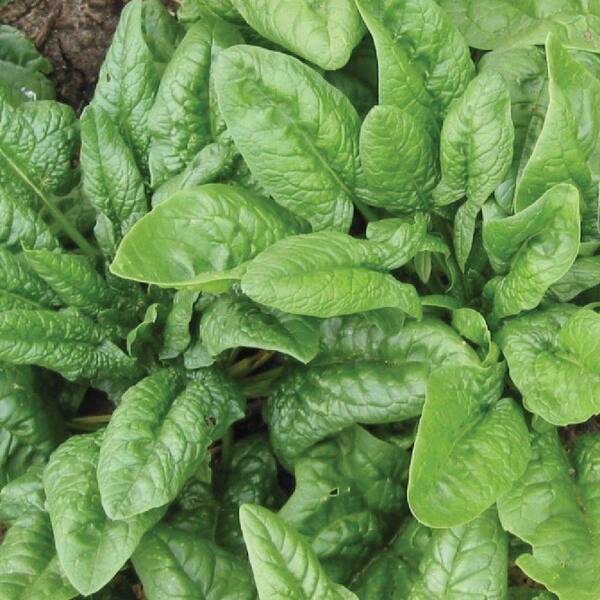 Firebird Spinach Seed Pack