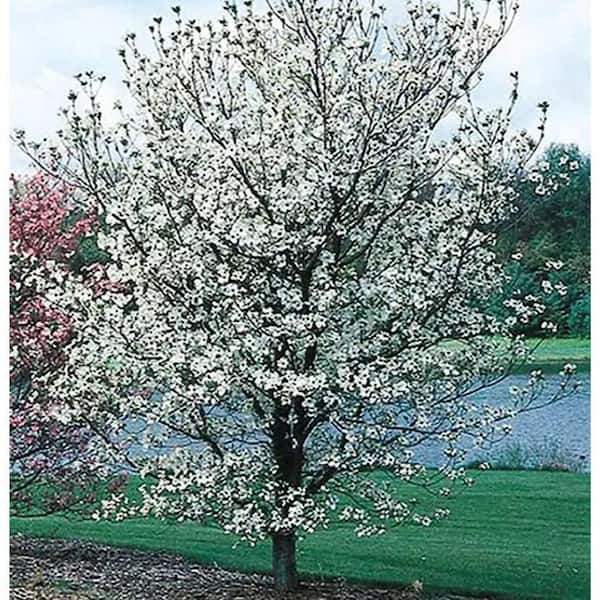 Unbranded 7 Gal. Cherokee Princess Dogwood Flowering Deciduous Tree with White Flowers