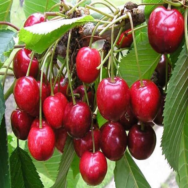 OnlinePlantCenter 5 gal. Bing Cherry Fruit Tree