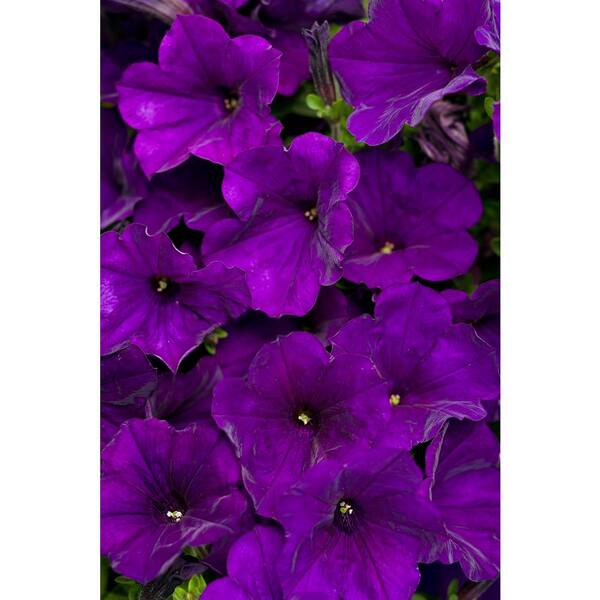 PROVEN WINNERS Supertunia Royal Velvet (Petunia) Live Plant, Purple Flowers, 4.25 in. Grande
