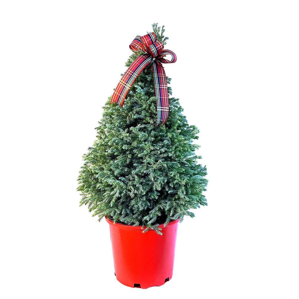 9 in. Live Holiday Boulevard Cypress Shrub Potted Decoration