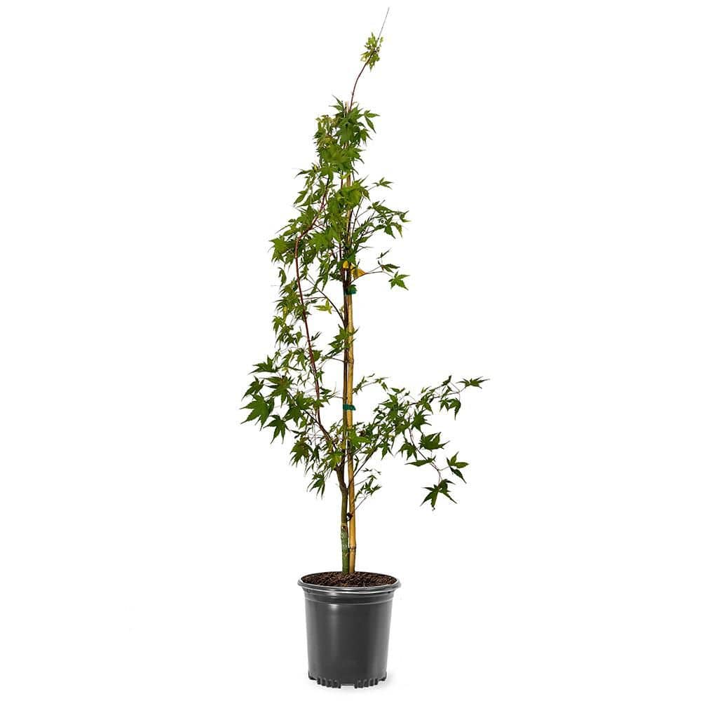 1 gal. Sango Kaku, Coral Bark, Deciduous, Japanese Green Maple