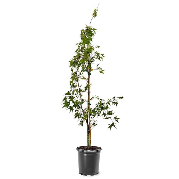 Mapleです。 Maple, Redpointe - Lurvey Landscape Supply