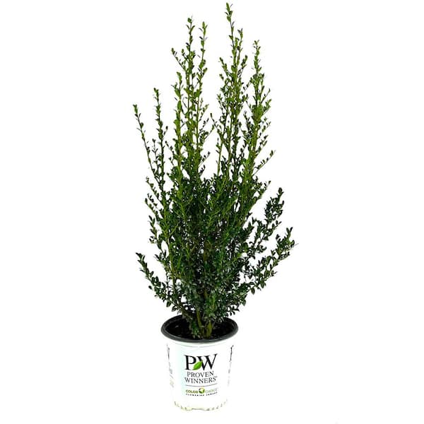 PROVEN WINNERS 2 Gal. Skybox Japanese Holly Live Shrub