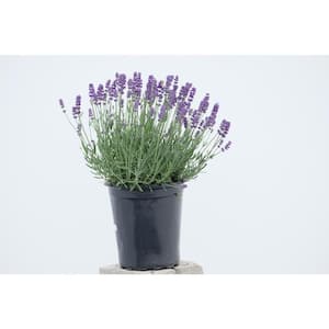 4 Colors Each two Set of 8 Plastic lavender Bushes Artificial Plants 