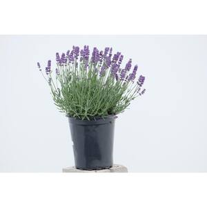 2.5 qt. Perennial Lavender angustifolia English Blue (4-Pack)