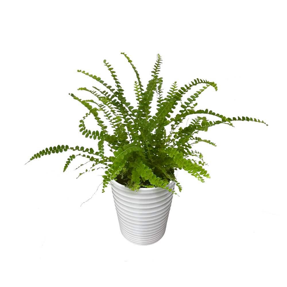 Living Lace Fern Cute as a Button Indoor Plant in 3.5 in. White Ceramic Container price history on PriceWatchPro