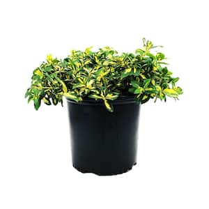 2.25 Gal. Euonymus Fortuni 'Moonshadow' Wintercreeper With Bright Foliage (1-Each)