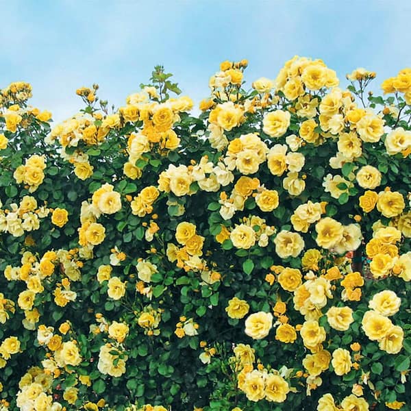 トップス house on the hill Yellow flower 80cm Spring Hill Nurseries 3 Gal. Pot, Sky's The Limit Climbing Rose