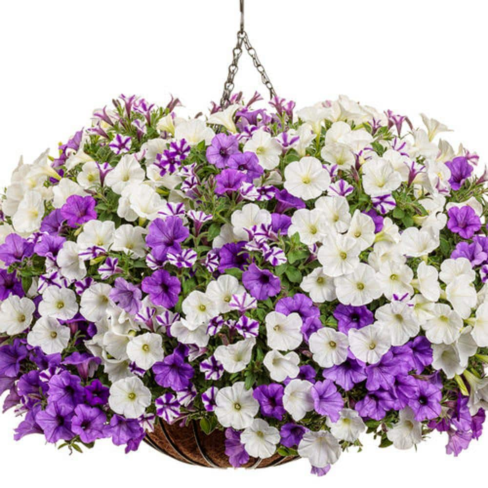 Reviews for PROVEN WINNERS 12 in. Misty Seas Supertunia (Petunia) Combo ...