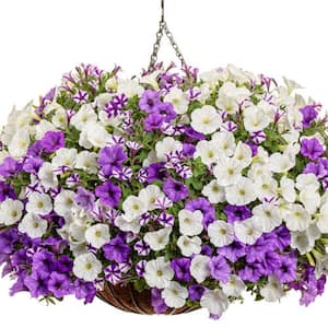 12 in. Misty Seas Supertunia (Petunia) Combo Annual Live Plant in Hanging Basket
