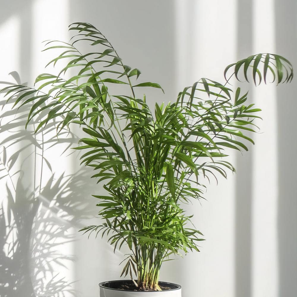 7 in. Cream Ceramic Planter with Parlor Palm Houseplant