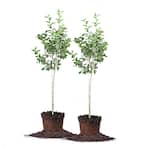 5 Gal. Dorsett Apple (2-Pack)