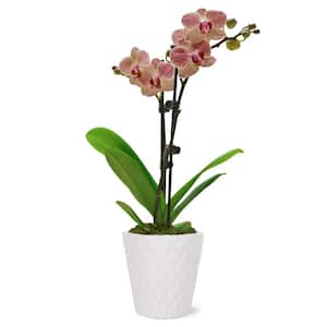Orchid (Phalaenopsis) Petite Salmon Plant in 3 in. White Ceramic Pottery