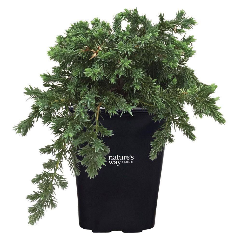 Juniper Blue Pacific Evergreen Outdoor Ground cover (10-14in Tall) in Grower Pot price history on PriceWatchPro