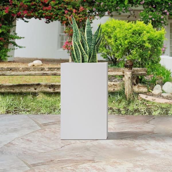 60cm chinese evergreen aglaonema 'silver bay Chinese Evergreen, Silver Bay 10"  Chalet