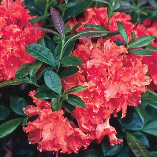 Spring Hill Nurseries 2.50 Qt. Pot, Johanna Azalea Potted Flowering Broadleaf Evergreen Shrub (1-Pack)