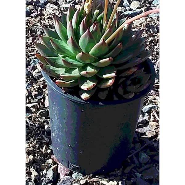 EVERDE GROWERS 2.5 qt. Lipstick Echeveria