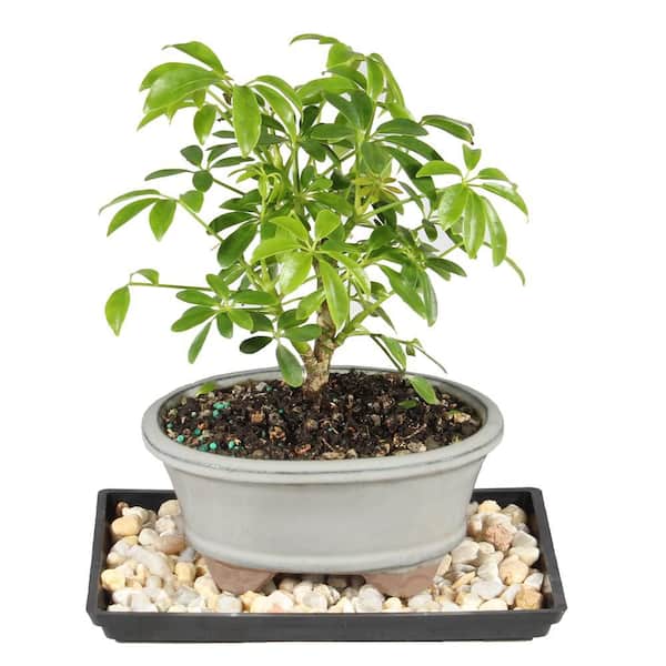 Dwarf Hawaiian Umbrella Bonsai Tree Indoor Plant in Ceramic Bonsai Pot Container, 3-Years Old, 4 to 7 in.