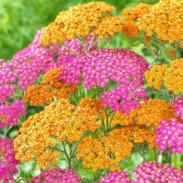 VAN ZYVERDEN Pink and Orange Pollinator Friendly Yarrow Roots (8-Pack)