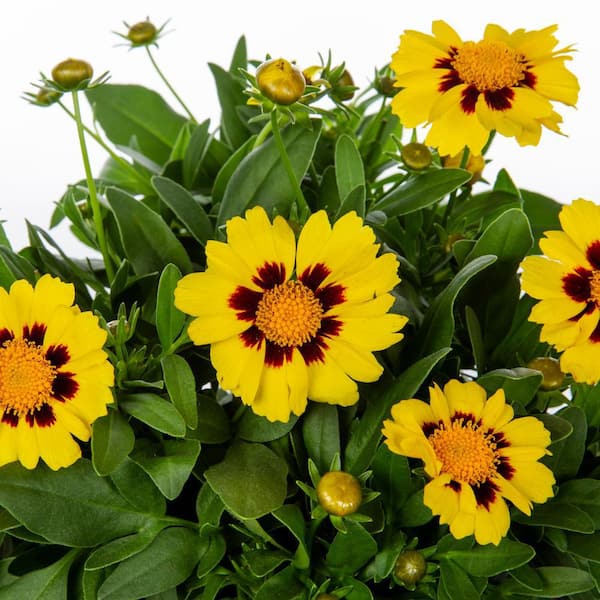 2 QT. Coreopsis Tickseed Yellow Perennial Plant (3-Pack)