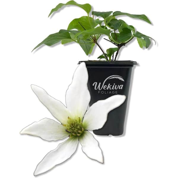 Clematis Sweet Autumn Paniculata-Live Starter Plant in a 2 Inch Growers Pot-Starter Plants Ready for The Garden