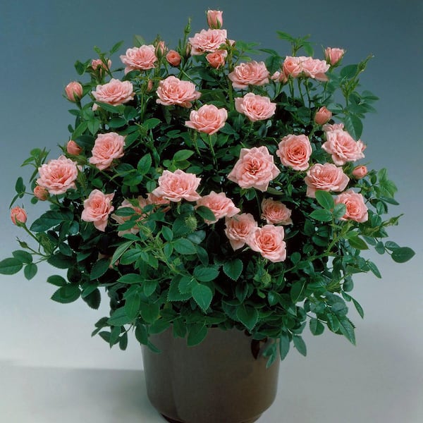 national PLANT NETWORK 4 in. Cupcake Mini Rose with Pink Flowers