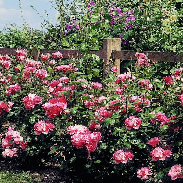 National Plant Network Bare Root Rose Cherry Parfait with