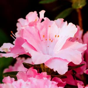 2.25 Gal. Azalea Watchet Flowering Shrub with Pink Blooms