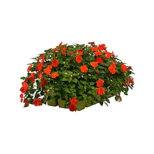 18-Pack Beacon Orange Impatiens Outdoor Annual Plant with Orange Flowers in 2.75 In. Cell Grower's Tray