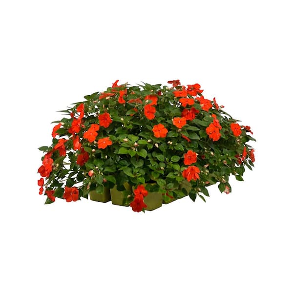 BEACON 18-Pack Beacon Orange Impatiens Outdoor Annual Plant with Orange Flowers in 2.75 In. Cell Grower's Tray