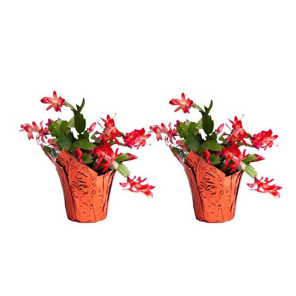 Reviews for Costa Farms Indoor Holiday Cactus in 4 in. Pot Cover, Avg