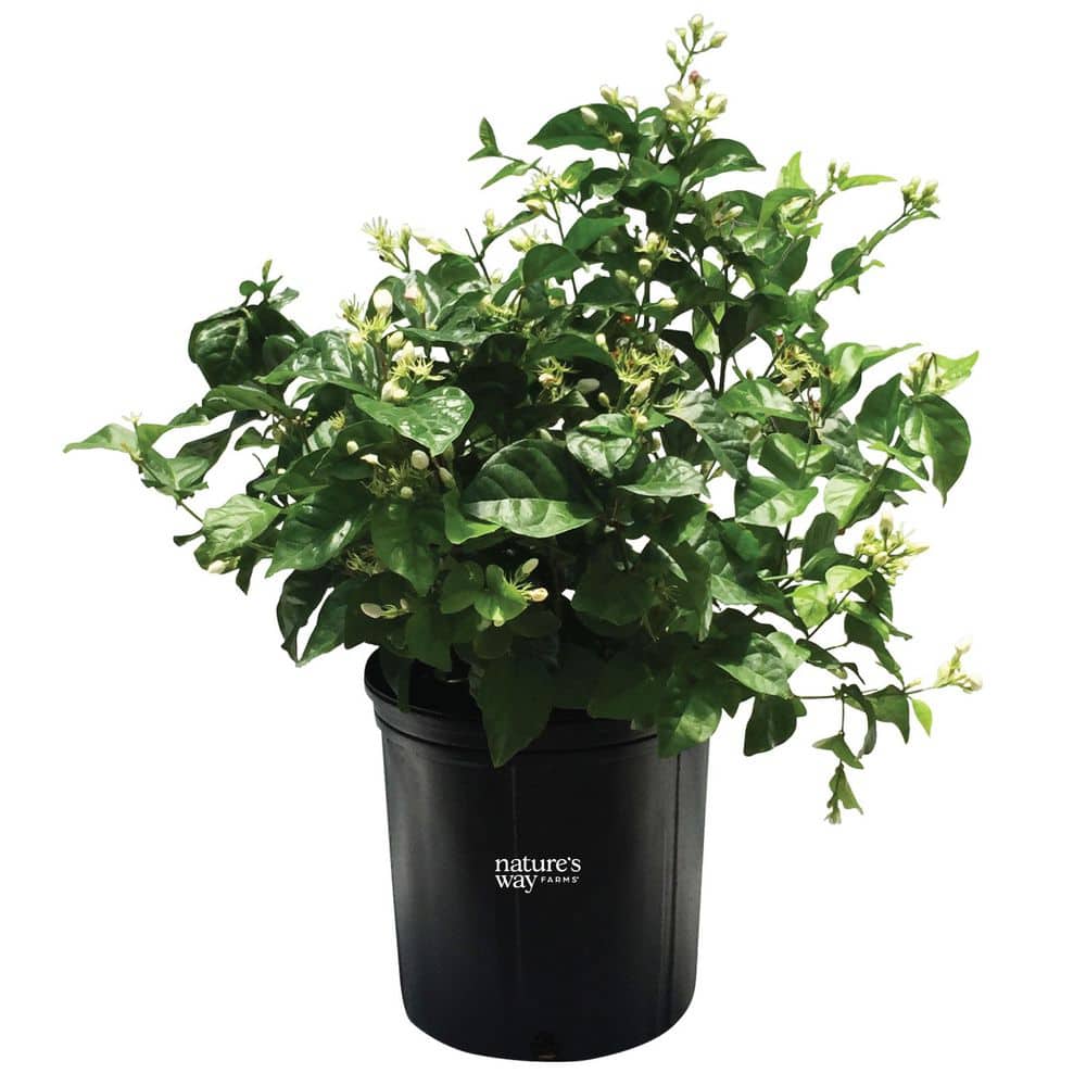 1.72 Gallon Arabian Jasmine Flowering Shrubs with White Blooms (1-Pack) price history on PriceWatchPro